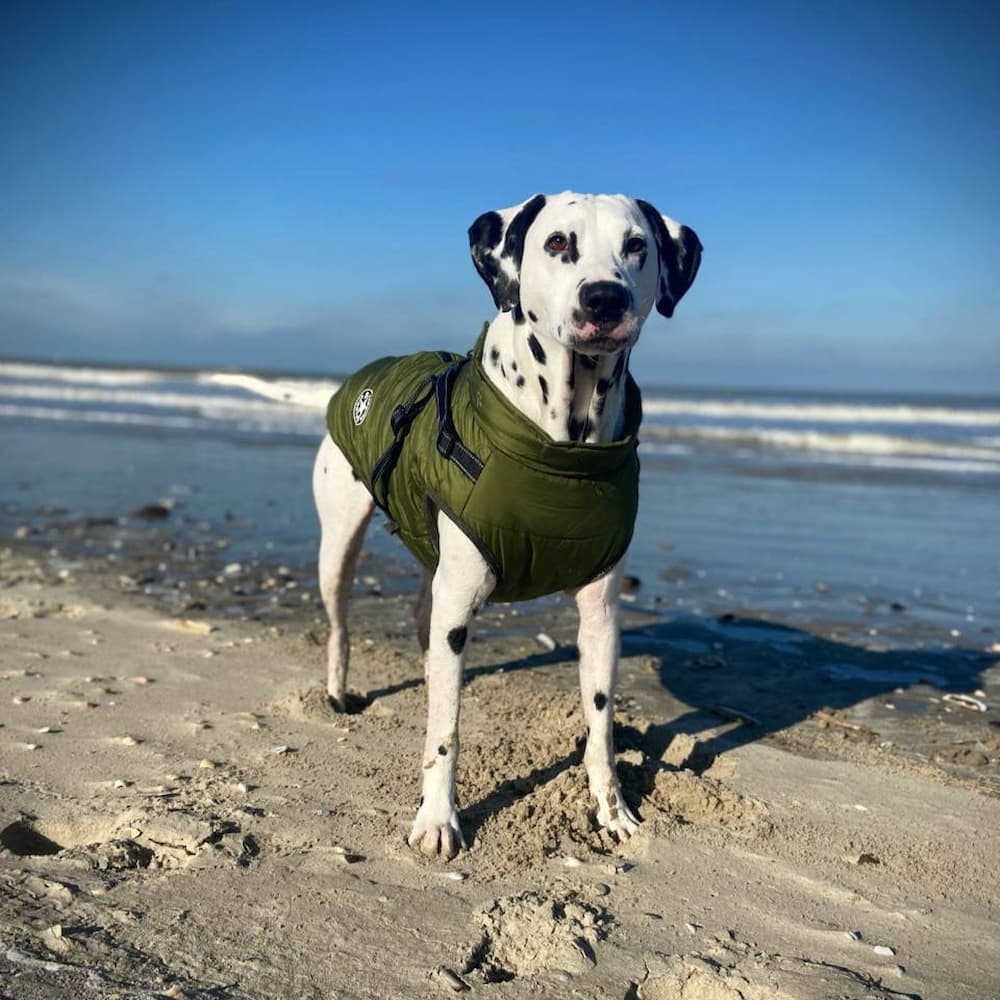 Nepromokavá bunda pro psa - Ochrana & Styl