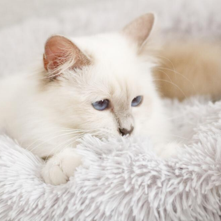 猫用のふわふわベッド - 超モフモフ