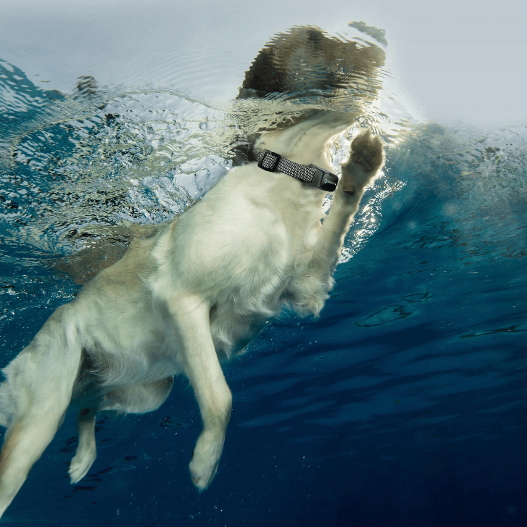 Dog Training Collar – LED Remote Control and Range 1000 m