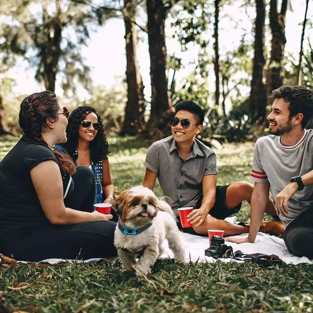 Anti-Bjeffehalsbånd for Hund — Mild og Effektiv Trening 