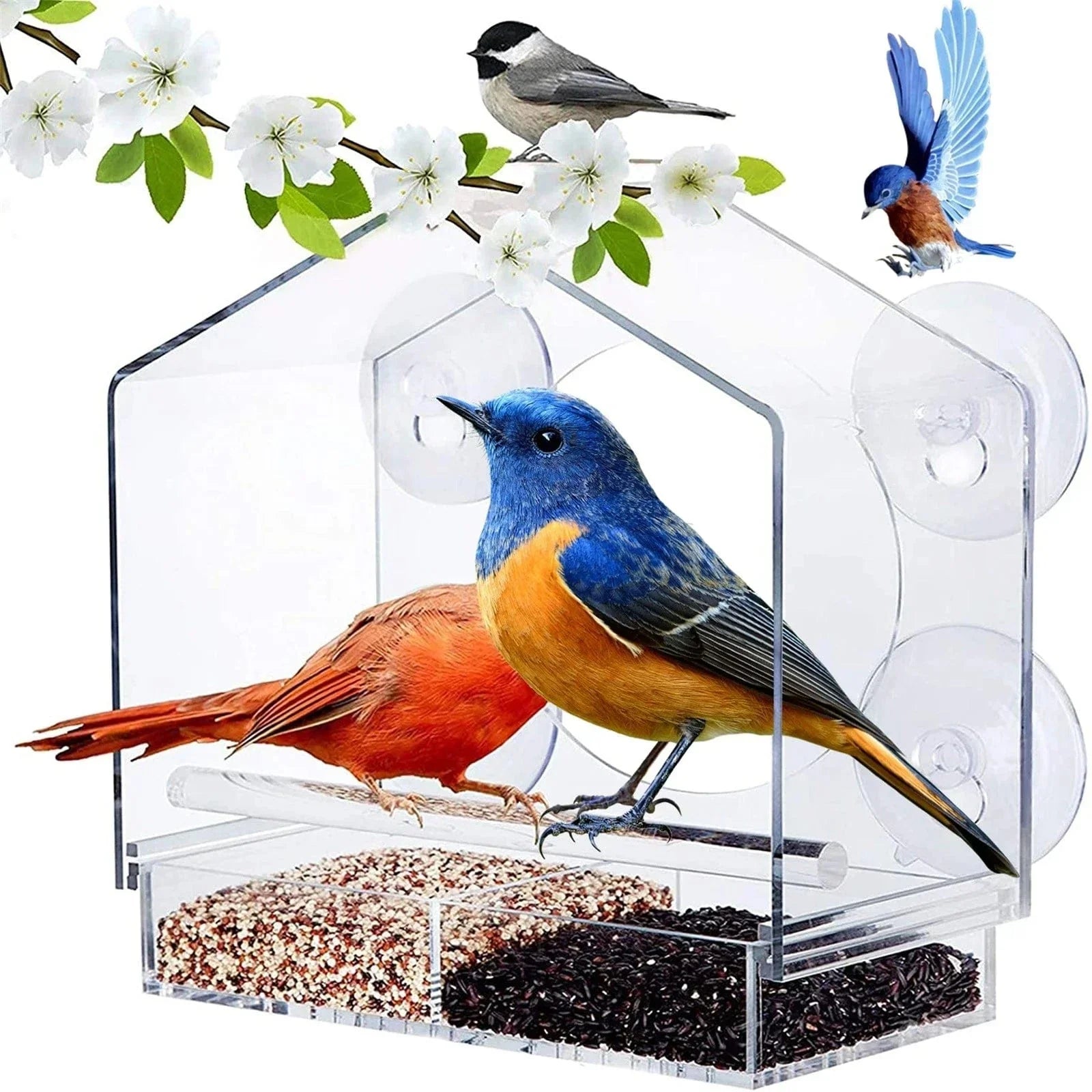 Transparent Feeder - Feed and Observe Birds from Your Window 